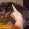 Щенки от пары Брайн х Ютера